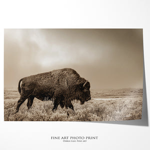 Buffalo Bison neutral wall art canvas – rustic prairie photography print