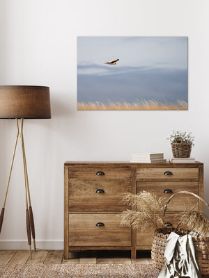 Northern Harrier Hawk in flight art print canvas framed rustic wildlife picture