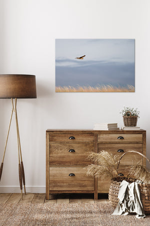 Northern Harrier Hawk in flight art print canvas framed rustic wildlife picture