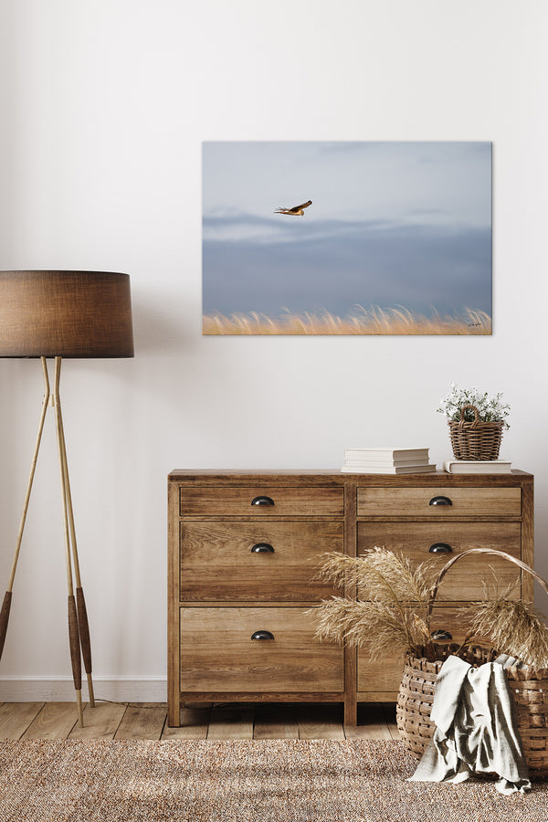 Wall Decor Print of a Northern Harrier Hawk in Flight