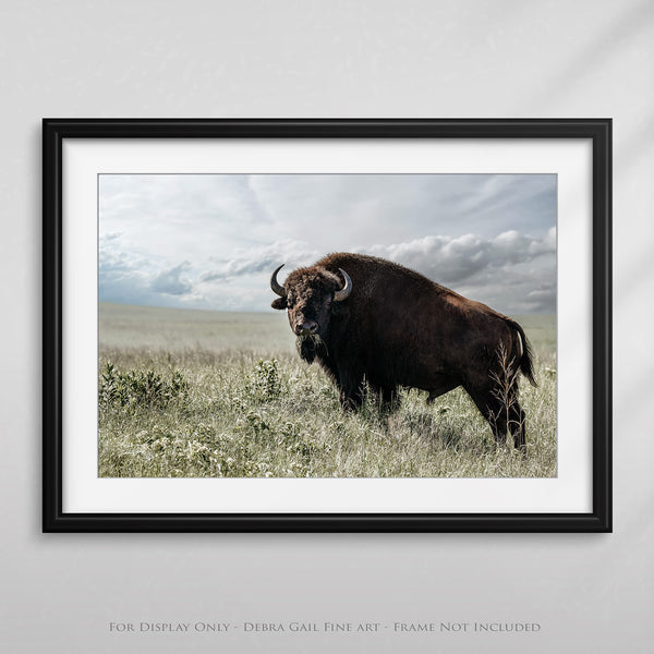 BIG BISON BULL ON THE PRAIRIE - RUSTIC WALL ART