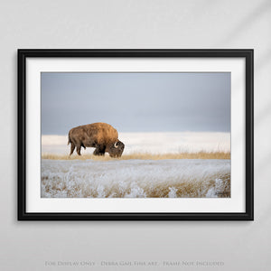 Bison wall art – rustic prairie photography print by Debra Gail Fine Art