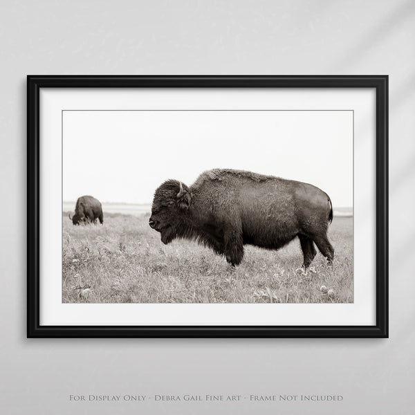 BUFFALO ART PRINT - NEUTRAL TONES