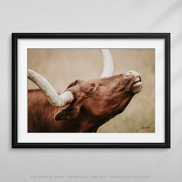 TEXAS LONGHORN CLOSEUP PICTURE - FARMHOUSE DECOR