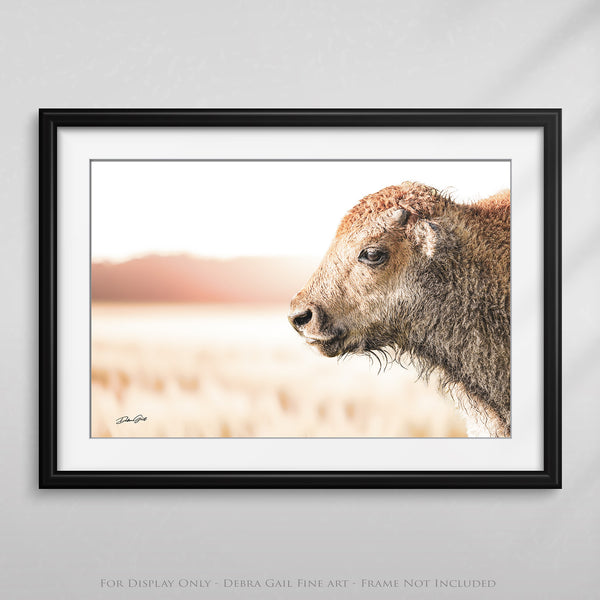 Spiritual Buffalo Wall Art Print, Bison Calf, Extra Large Bison Canvas American Bison Western Home Decor Photo Picture, Nursery, Living Room Wrapped Canvas Framed Wood Print Kansas Photography