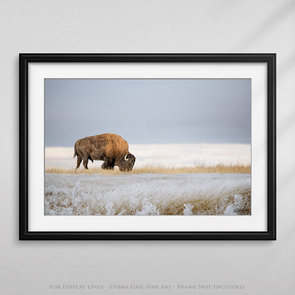 BISON ART PRINT or CANVAS - WINTER LANDSCAPE IN KANSAS