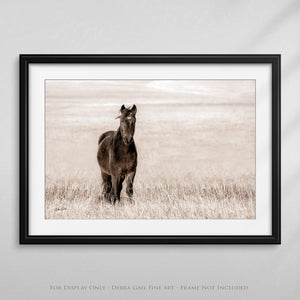 Wild Mustang Art | Horse Lovers Fine Art Photography