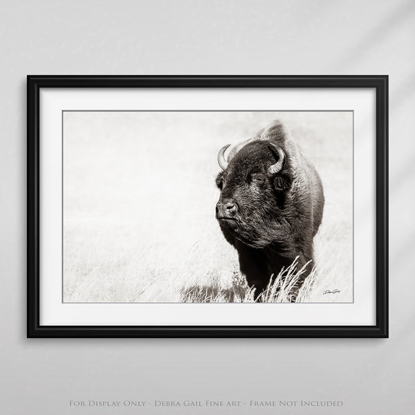 BISON CLOSE UP PRINT or CANVAS - WESTERN DECOR