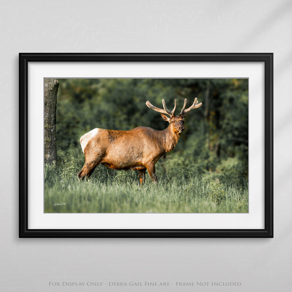 MAJESTIC ELK ART PRINT - RUSTIC CABIN DECOR