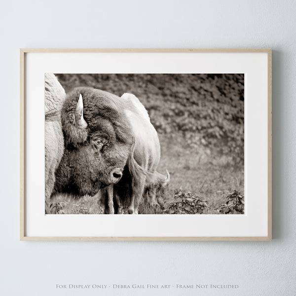 STRENGTH OF THE PLAINS - AMERICAN BISON ART