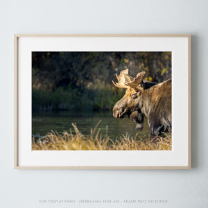 Moose wall art – rustic wildlife fine art photography by Debra Gail Fine Art