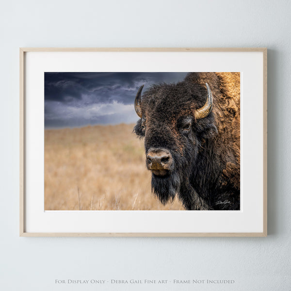 BISON BULL CLOSE UP PRINT - BUFFALO IN EARTH TONES