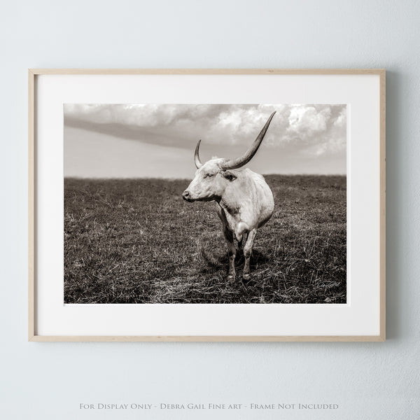 TEXAS ICON - WHITE LONGHORN COW PICTURE