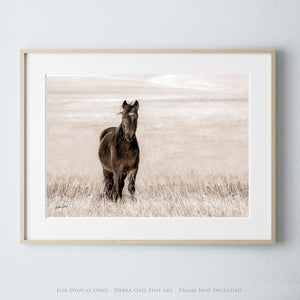 Wild Mustang Art | Horse Lovers Fine Art Photography