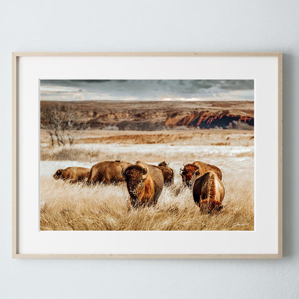 BISON HERD ON THE PLAINS - KANSAS ART PRINT