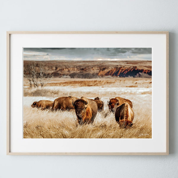 Buffalo Herd Art Print - Rustic Decor No. 0783