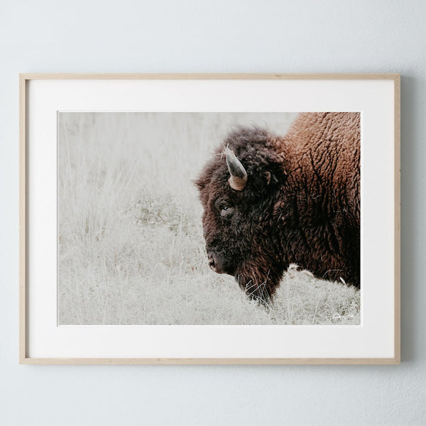 BISON MAJESTY - CLOSE UP BUFFALO ART