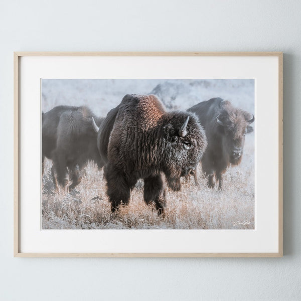 Bison in the Snow - Rustic Art Canvas Print No. 7745