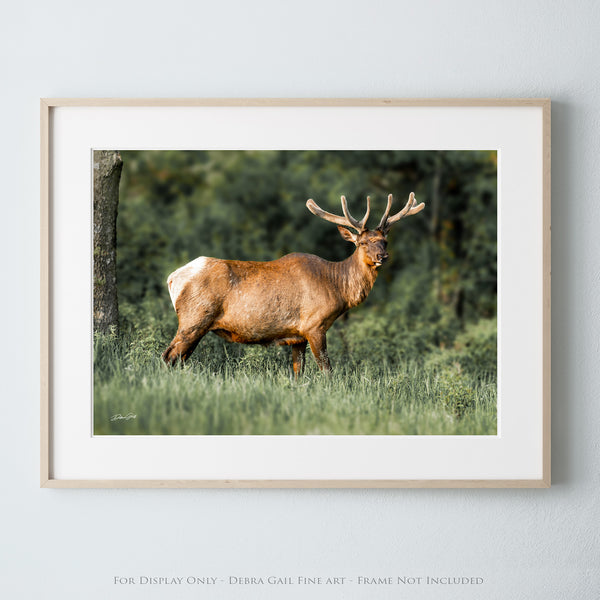 MAJESTIC ELK ART PRINT - RUSTIC CABIN DECOR