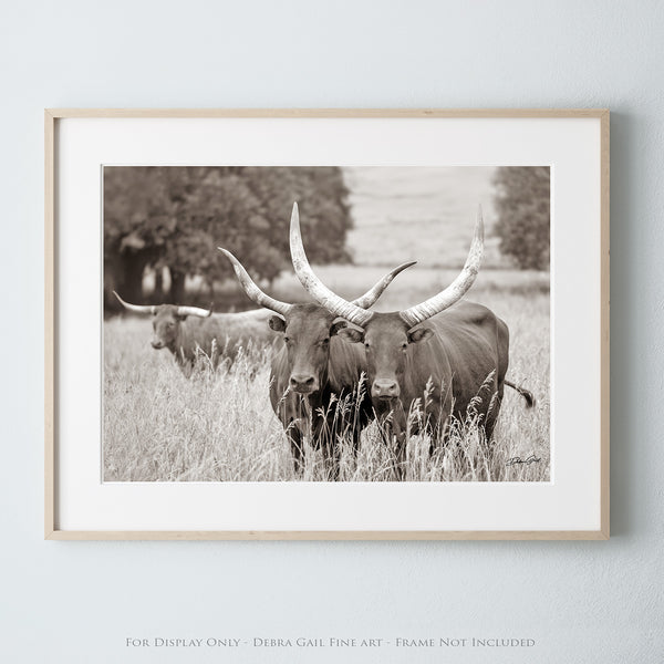 WATUSI LONGHORN CATTLE - KANSAS PHOTOGRAPHY