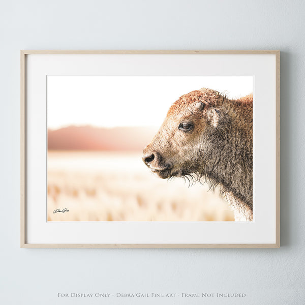 CLOSE UP BISON CALF - LIVING ROOM OR NURSERY ART