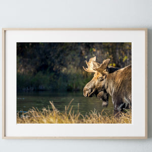 Moose wall art – rustic wildlife fine art photography by Debra Gail Fine Art