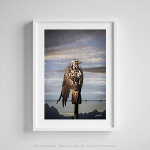 Hawk Art Print | Western Gothic Decor | Wildlife Photography | Rustic Wall Art Canvas