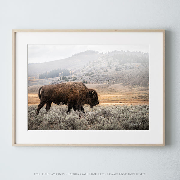 a picture of a bison in a field