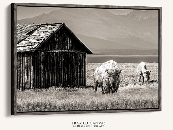 a black and white photo of two horses grazing in a field