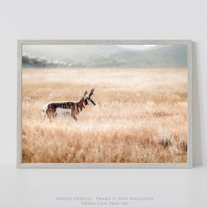 Pronghorn Antelope Print - Western Wildlife Art | Rustic Wall Decor Canvas
