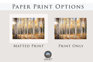 The image is a collage of two photographs depicting a forest with birch trees. The collage has a matte print and a print-only option, and the text "Paper Print Options" is displayed above the images.