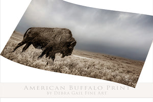 Bison wall art – rustic prairie photography print by Debra Gail Fine Art