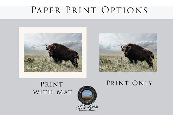 BIG BISON BULL ON THE PRAIRIE - RUSTIC WALL ART