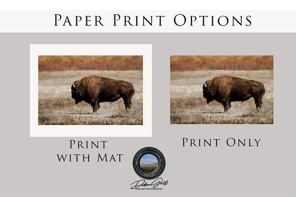 BISON IN AUTUMN - WESTERN DECOR ART