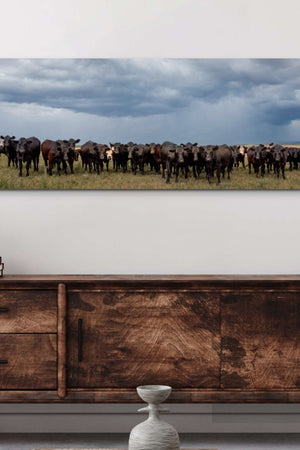 A wide panoramic canvas print of a herd of Black Angus cattle grazing in a field with overcast skies.