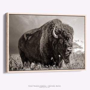 Plains Bison Photography Wall Art in Sepia | Rustic Buffalo Canvas
