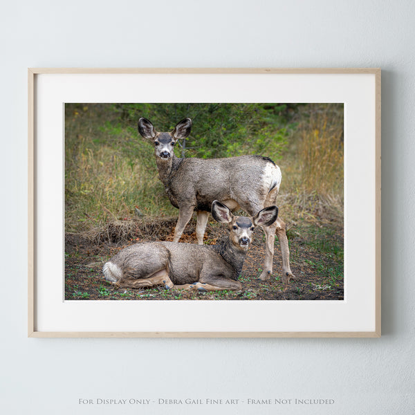 a couple of deer standing next to each other