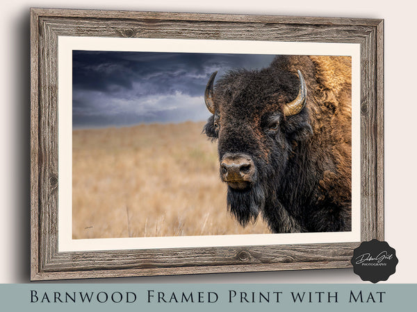 BISON BULL CLOSE UP PRINT - BUFFALO IN EARTH TONES