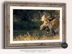 Moose wall art – rustic wildlife fine art photography by Debra Gail Fine Art