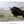 BIG BISON BULL ON THE PRAIRIE - RUSTIC WALL ART