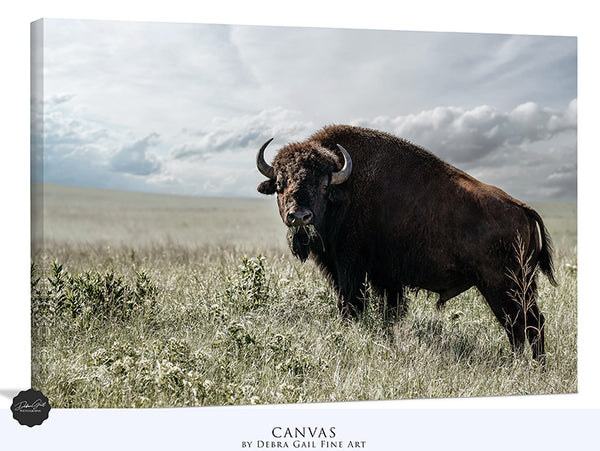 BIG BISON BULL ON THE PRAIRIE - RUSTIC WALL ART