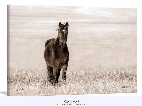 Wild Mustang Print or Canvas, Barnwood Frame Options