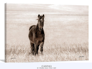 Wild Mustang Art | Horse Lovers Fine Art Photography