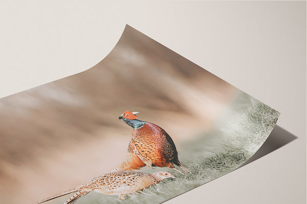 Majestic Pheasant Pair - Rustic Nature Wall Art No. 0718