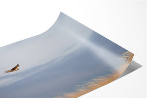 Northern Harrier Hawk in flight art print canvas framed rustic wildlife picture