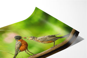 American Robin wall art - baby birds photography by Debra Gail Fine Art