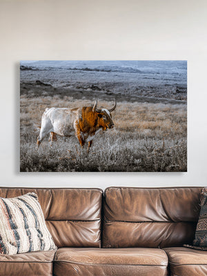 A bull with a white coat and brown spots is standing in a field of dry grass, facing away from the camera.