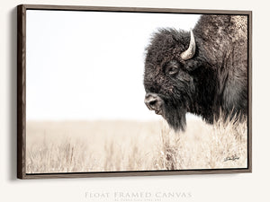 Bison wall art – rustic prairie photography print by Debra Gail Fine Art