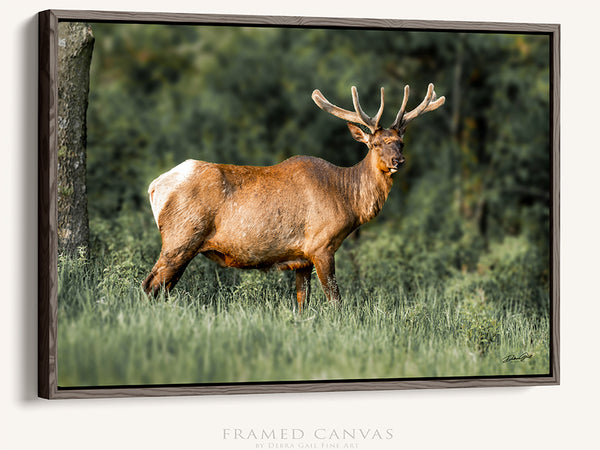 MAJESTIC ELK ART PRINT - RUSTIC CABIN DECOR