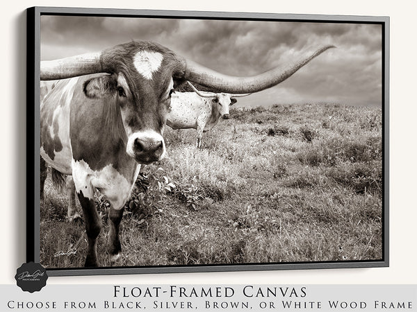 Longhorn Cow Picture